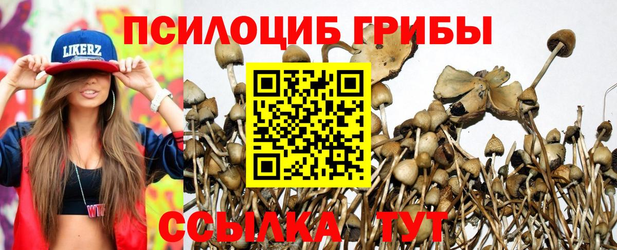 Псилоцибиновые грибы мицелий Мурманск